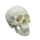 thumbnail image 1 of Colección de modelos de cráneo de anatomía desmontable, herramienta de exhibición educativa, modelo de cráneo humano de PVC para escultura, 1 of 9