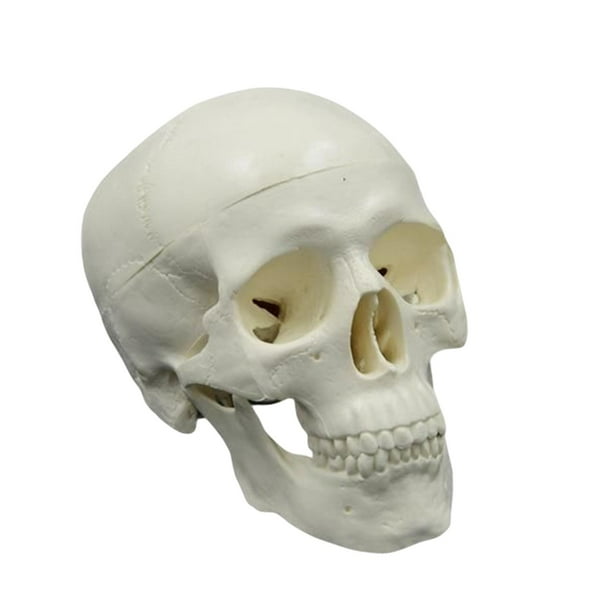 Modelo de cráneo de anatomía desmontable, herramienta de exhibición de colección, modelo de cráneo humano de PVC para escultura