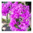 YUNTIE 100 Purple Bougainvillea Seeds Paperflower Attract Pollinators yuntie-100-purple-bougainvillea-seeds-paperflower-attract-pollinators