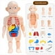 thumbnail image 2 of Modelo de Cráneo de Anatomía, Rompecabezas de Cráneo de Anatomía , Mini Modelo de Cráneo Humano Desmontable, Modelo de Órgano Humano, 2 of 5