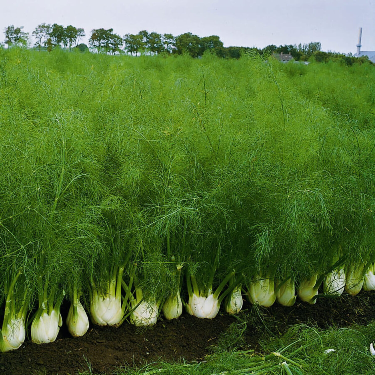 Fennel Orion F1 Organic Seed 1,000 Seeds