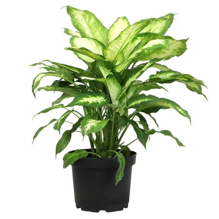 Premium Dieffenbachia in 8" Grower Pot, Air Purifying Live Plant, Grower's Choice Seasonal Selection