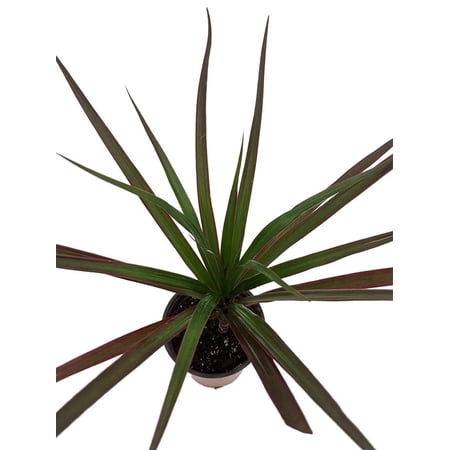 Magenta Madagascar Dragon Tree - Dracaena marginata - 3.5" Pot