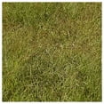 Everwilde Farms Gold Vault Buffalo Grass Native Seeds 1 oz DroughtResistant, Low Maintenance