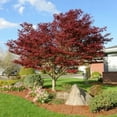 thumbnail image 5 of Red Dragon Japanese Maple Live Tree –1 Gallon, 5 of 6