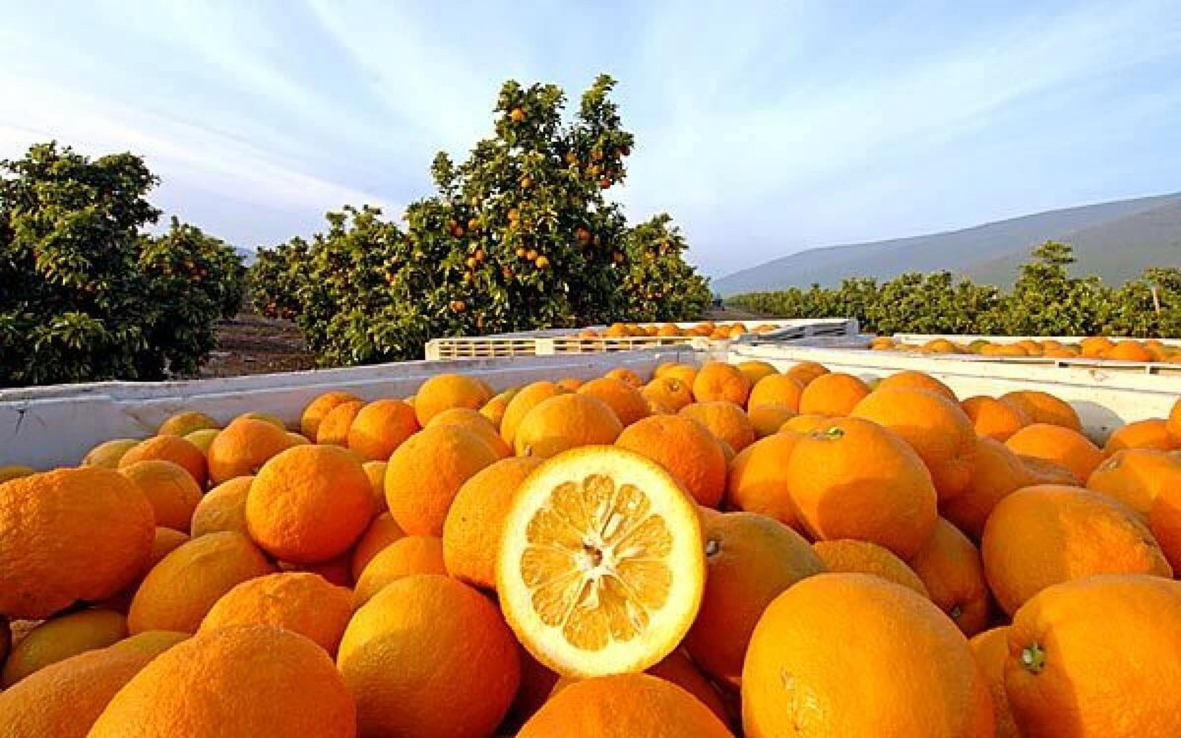 Fresh Sour Orange, Each
