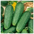 thumbnail image 3 of Everwilde Farms - 100 Homemade Pickles Cucumber Seeds - Gold Vault Jumbo Bulk Seed Packet, 3 of 5
