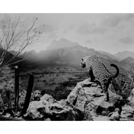 USA New York State New York City American Museum of Natural History North American Mammal Hall Jaguar group in Northern Sonora Mexico Canvas Art -  (18 x