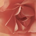 thumbnail image 2 of Burkhart, Monika 15x15 White Modern Wood Framed Museum Art Print Titled - Coral Rose Close-Up I, 2 of 4