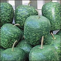 Apple Gourd Seeds for Planting - 20 Seeds - Fun to Grow Gourds Shaped Like an Apple - Ships from Iowa, USA