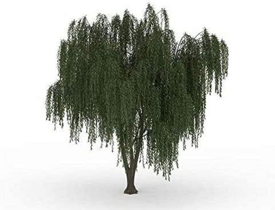 Dwarf Weeping Willow Tree Cutting -  Weeping Willow - Unique and Small Indoor/Outdoor Tree Shrub Plant - Excellent Bonsai Tree - Ships Bare Root, No Pot or Soil