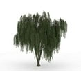 thumbnail image 2 of Dwarf Weeping Willow Tree Cutting -  Weeping Willow - Unique and Small Indoor/Outdoor Tree Shrub Plant - Excellent Bonsai Tree - Ships Bare Root, No Pot or Soil, 2 of 2