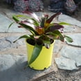 thumbnail image 4 of Altman Plants Neoregelia Gazpacho | Bromeliad Houseplant & Perennial | 4qt. Grow Pot; Indirect Light, 4 of 8