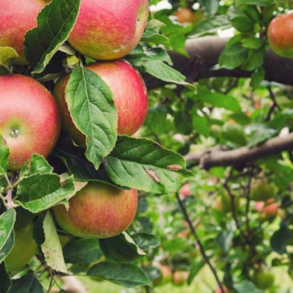 Expert Gardener 3-4 ft tall Honey Crisp Apple Live Tree in 7-Gallon Grower Pot