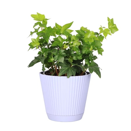 Live English Ivy Plant - Air Purifying - 4 Decorative Pot Cover - Lavender - Thorsen s Greenhouse