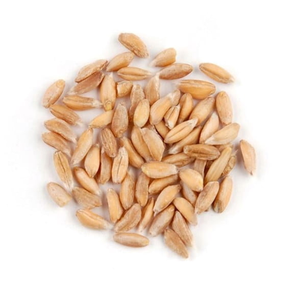 Organic Semi-Pearled Italian Farro, 10 Pound Box