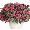 Proven Winners - 2 Gallon Hanging Basket 'Gloria Rose' Annual Combo - Live Plants