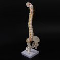 thumbnail image 3 of 45cm Flexible 1:1 Adulte Modèle de Colonne Lombaire Pliable Modèle de Squelette Humain avec Disque Spinal Modèle de Bassin, 3 of 5