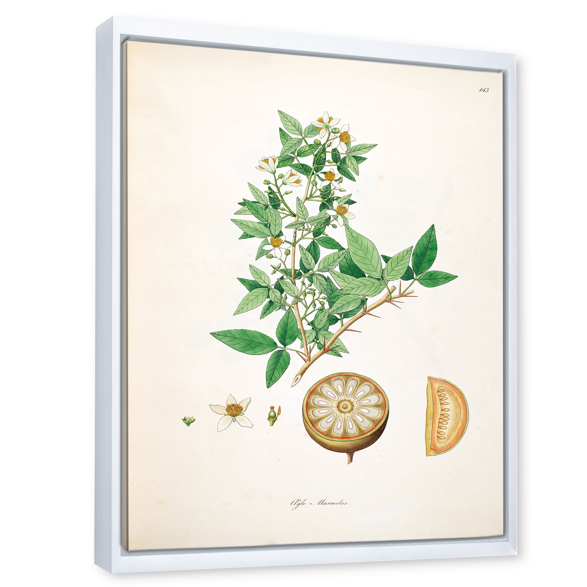 Designart 'Ancient Plant Life X' Farmhouse Framed Canvas Wall Art Print