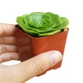 thumbnail image 4 of Aeonium Green Platters (4"+ Clay Pot) - Live Healthy Succulents - Tiny, Lovely, Easy to Care Rosette Succulents, 4 of 7