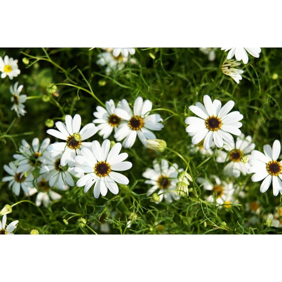 200 White SWAN RIVER DAISY Brachyscome Iberidifolia Flower Seeds