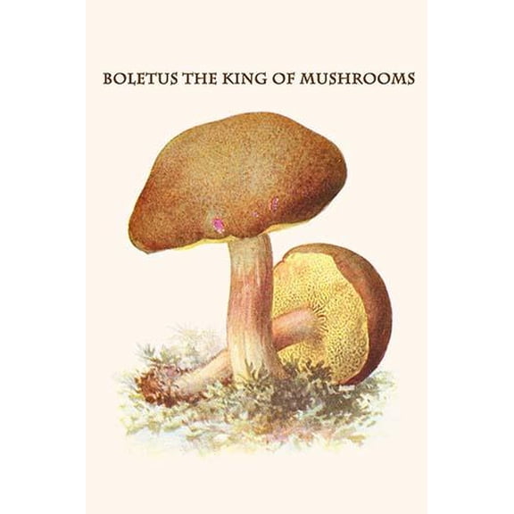 boletus the king of mushrooms-Fine Art Canvas Print (20" x 30")