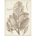 thumbnail image 2 of Vision Studio 19x24 White Modern Wood Framed Museum Art Print Titled - Sepia Exotic Plants I, 2 of 4