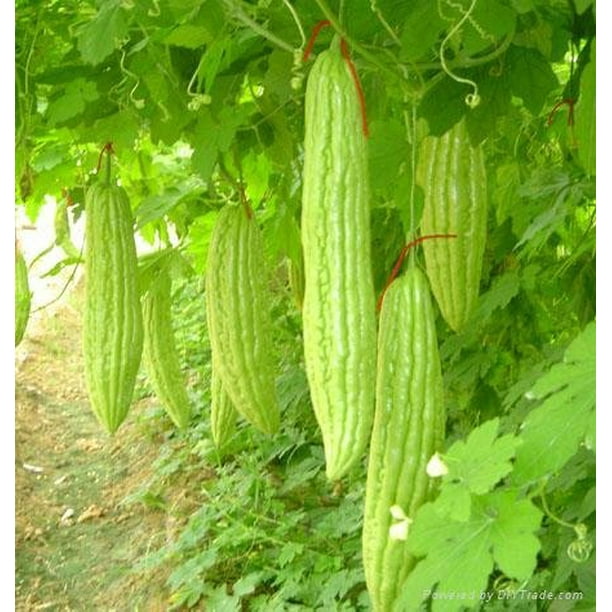 Bittermelon Plant Two 2 Live Plants Not Seeds Each 5 7 Tall In 3 5 Inch Pots Walmart Com