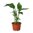 thumbnail image 4 of House Plant Dropship 10-STRELITZIA-BIRD.OF.PARADISE 10 in. White Bird of Paradise Strelitzia Nicolai Pot, 4 of 4