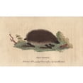 thumbnail image 2 of Hedgehog, Erinaceus Europaeus Poster Print By ® Florilegius Mary Evans (24 X 18), 2 of 4