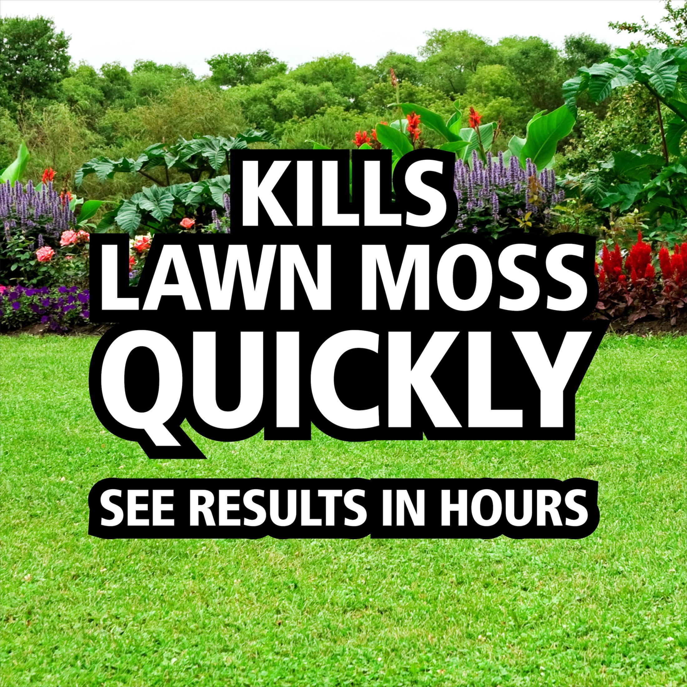 Lilly Miller Moss Out! Spot Treater for Lawns & Flower Beds, Herbicide, 5lb. 1 pack