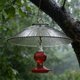 thumbnail image 5 of Funda De Plástico Para Lluvia Cubierta gris para comedero colgante de pájaros, a prueba de humedad y antiardillas, para exteriores, ideal para patios en otoño e invierno (1 unidad). JASKFLY, 5 of 8