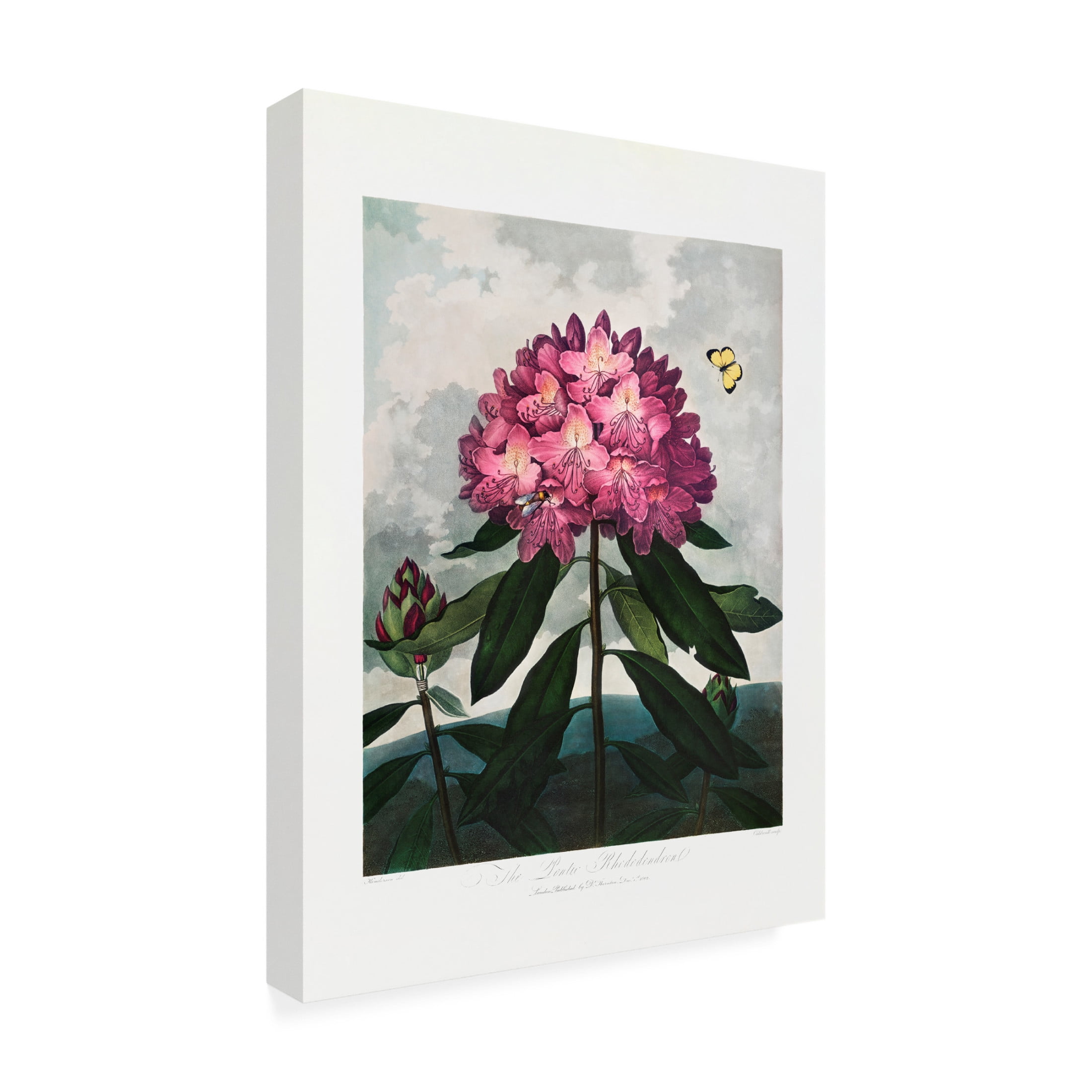 Trademark Fine Art Pictufy  The Pontic Rhododendron from The Temple of Flora 1807 Canvas Wall Art