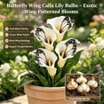 thumbnail image 2 of Calla Lily Bulbs,Low Maintenance - Easy Grow - Ideal For Beds Borders, Plant Pots & Planters, 2 of 5