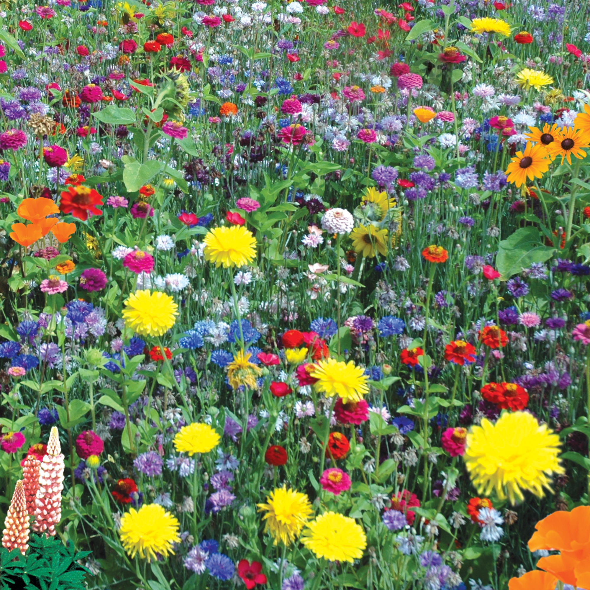 Burpee Hummingbird & Butterfly Mix Mixed Flower Seed, 1-Pack