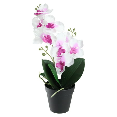 Potted Phalaenopsis Orchid - 16.5