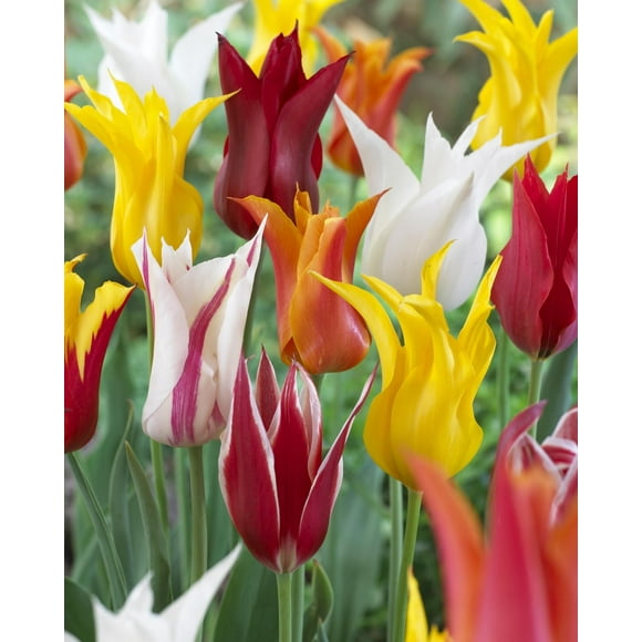 TASC Tulip Flower Bulbs-Tulip Lily Flowered Assorted (20 Bulbs)