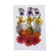thumbnail image 2 of Bolsa y Hojas para Fabricación de Tarjetas Soledad Decoración de Teléfono Residencial Flores Secas Prensadas Naturales 2 a 3 cm, 2 of 10