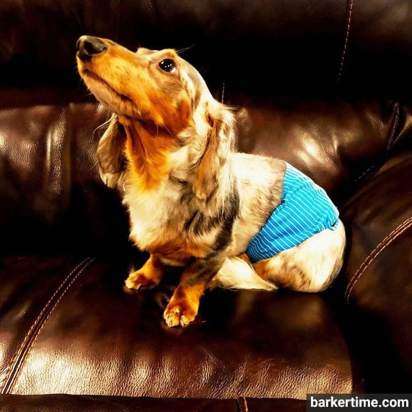 Barkertime Blue Stripes Premium Waterproof Washable Dog Belly Band Male Wrap - Made in USA