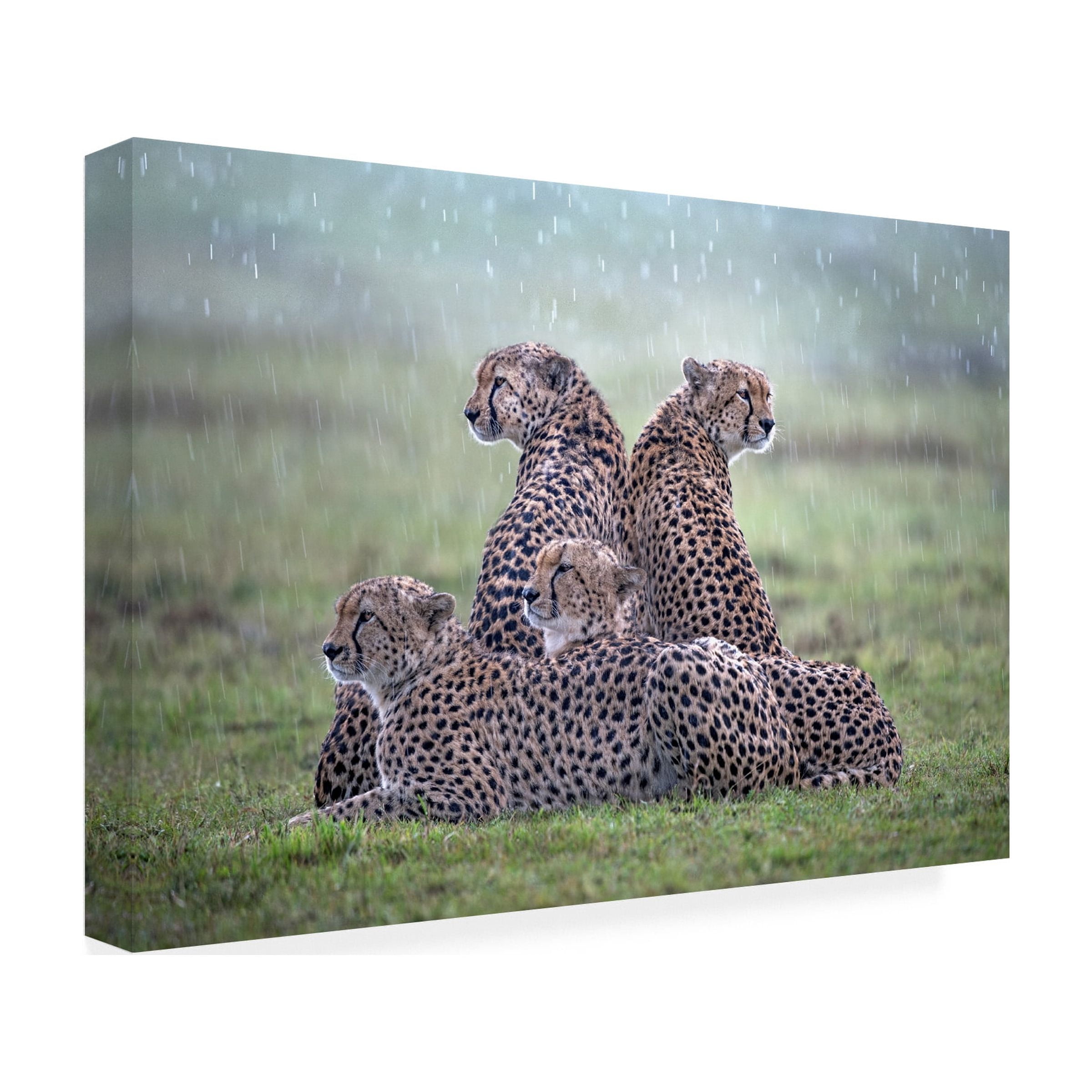 Xavier Ortega 'Cheetahs In The Rain' Canvas Art
