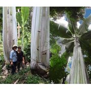 Giant upland banana Seeds - 3 Seeds (Musa ingens) - Pack of 3 Rare and Viable Seeds - QO Seeds