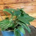 thumbnail image 2 of Peperomia Fuzzy Mystery, 4" Plant, The Plant Farm, 2 of 3
