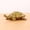C, variant on Brass Turtle Statue Tortoise Figurine with Coin Detail for Home Office Desk Shelf Decor and Wealth Luck Display