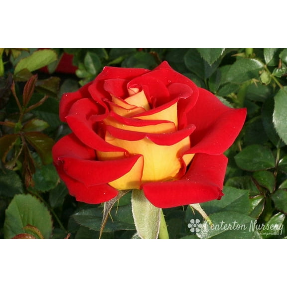 20 Rose Seeds Ketchup Mustard Rose Yellow & Red Blooms