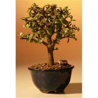 Bonsai Boy e2696 Variegated Ficus Breeze Bonsai Tree - Ficus Benjamina -  Large - Walmart.com