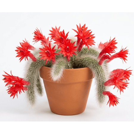 Monkey Tail Cactus Live Plant for Planting, Rare Trailing Cactus Succulent Plant for Indoor Outdoor in 2 Inch Pot