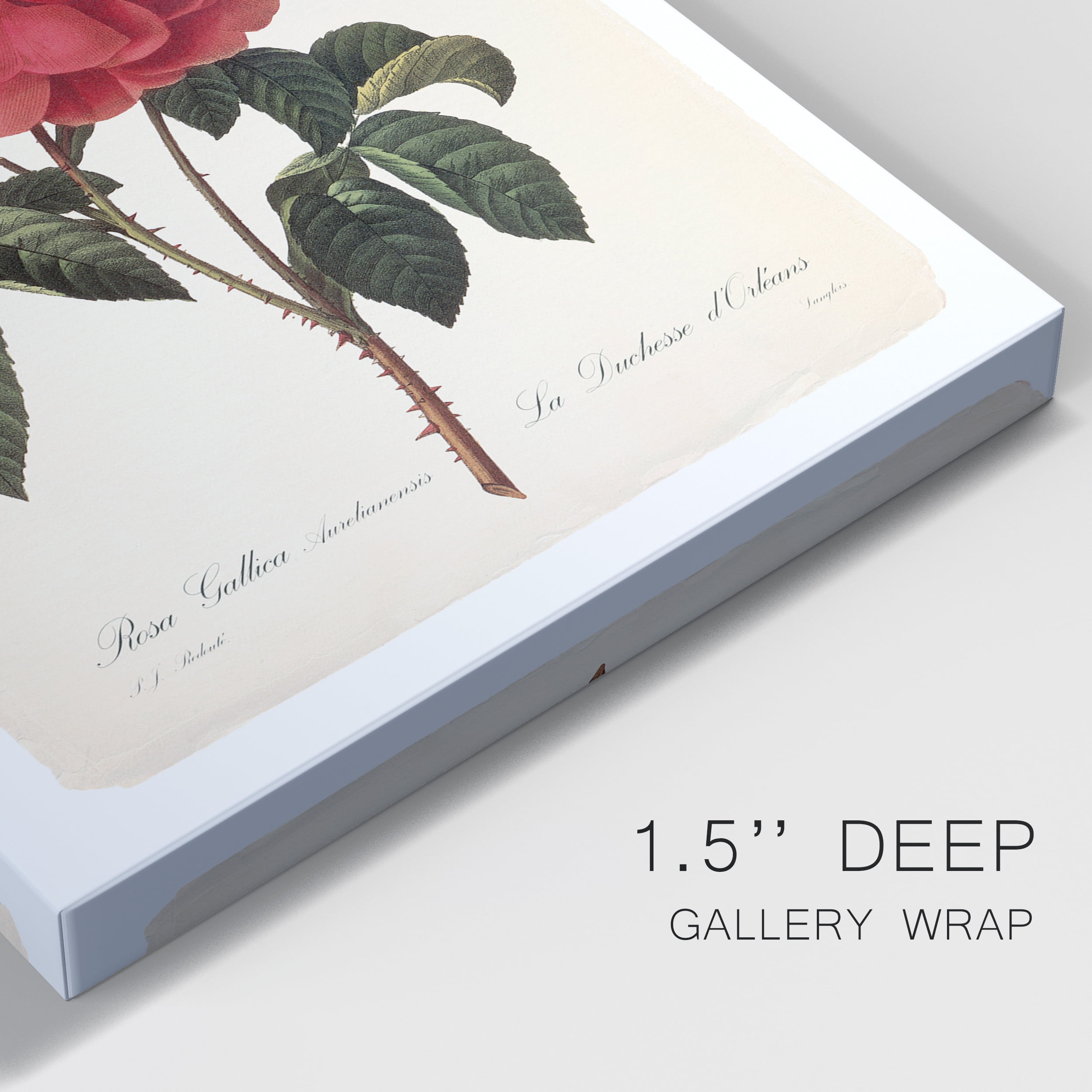 Red Botanical III Premium Gallery Wrapped Canvas - Ready to Hang - 8 x 12
