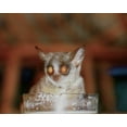 thumbnail image 2 of Dana Underdahl 4x24 White Modern Wood Framed Wall Art Titled - Bushbaby II, 2 of 5