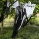 thumbnail image 5 of Fiudx Decoración Colgante de Calavera de Halloween, Diseño Fantasmal Espeluznante, Brazos Ajustables, Material Ligero, Decoración para Patio Exterior, Accesorio para Fiesta de Terror, Juego de 2, 40, 5 of 7
