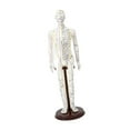 thumbnail image 4 of Bothyi Model Height 20 inch with Base Multipurpose Human Practice Model Male Soft, 4 of 8